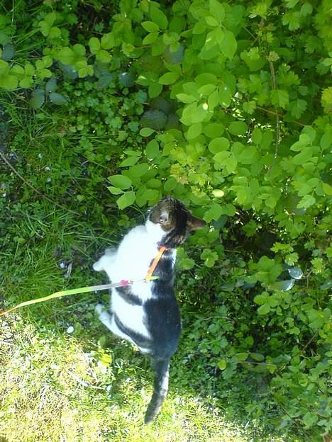 Huskat Freja billede 19