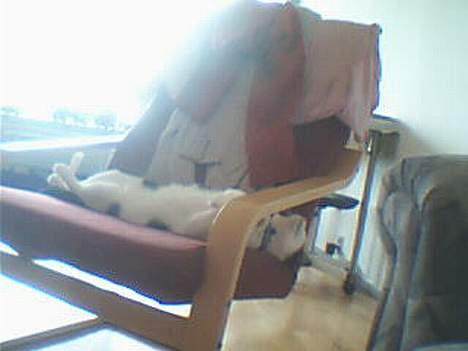 Huskat Buster - endnu en sjov måde at sove på billede 6