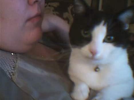 Huskat Buster billede 7