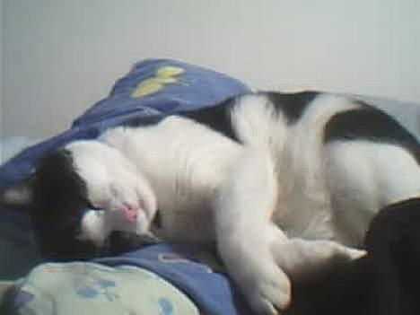 Huskat Buster billede 8