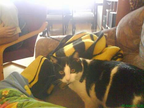 Huskat Buster billede 9