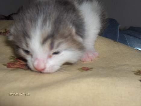 Huskat snus (givet væk) - 1 uge og 5 dage billede 6