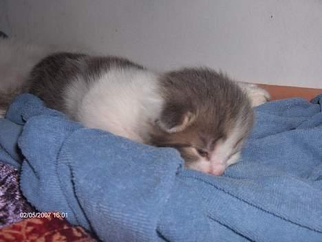 Huskat snus (givet væk) - 1 uge og 5 dage billede 7