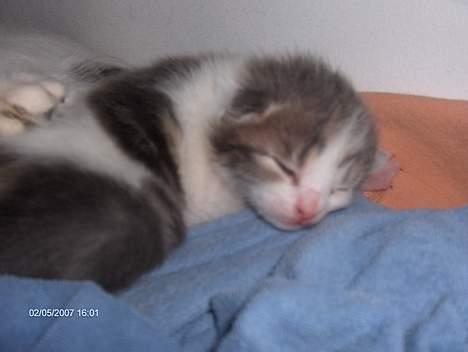 Huskat snus (givet væk) - 1 uge og 5 dage billede 8