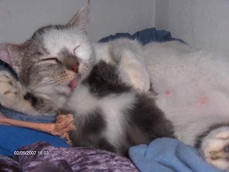 Huskat snus (givet væk) - 1 uge og 5 dag.. og her er han sammen med sin mor shell billede 9