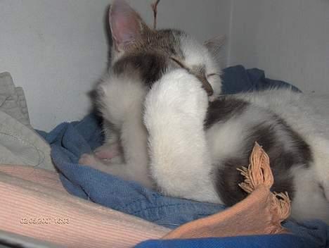 Huskat snus (givet væk) - 1 uge og 5 dage og igen sammen med sin mor billede 10