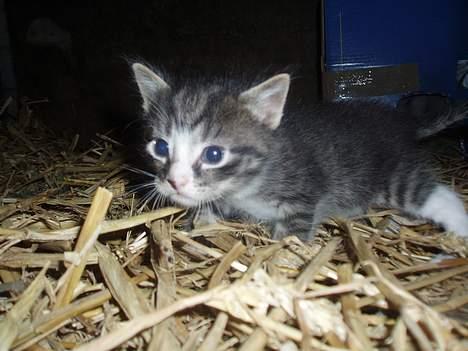 Huskat Cero | Væk :'/ - Lillebitte Cero <3 billede 2