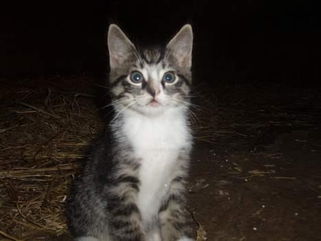 Huskat Cero | Væk :'/ billede 3