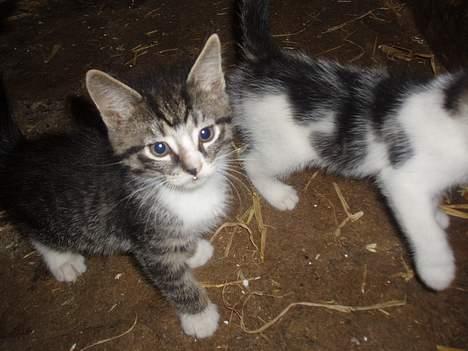 Huskat Cero | Væk :'/ billede 4