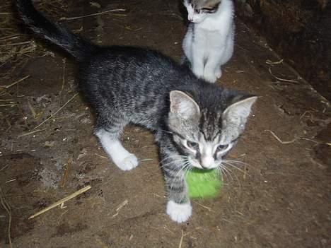 Huskat Cero | Væk :'/ billede 5