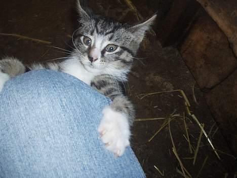 Huskat Cero | Væk :'/ - Haha nåårh :b billede 6