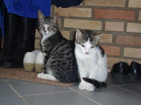 Huskat Cero | Væk :'/ - Cero til venstre, Baby til højre billede 7