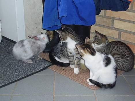 Huskat Cero | Væk :'/ - William, Cero, Baby og Tequila billede 9