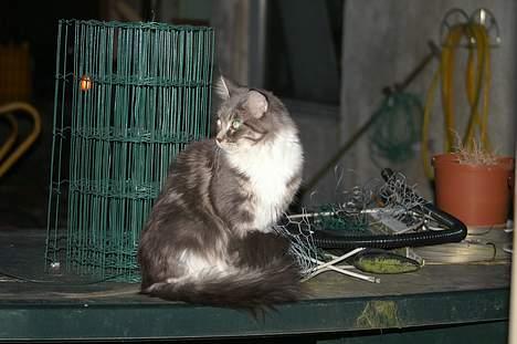 Maine Coon Flying Stars Blue Dream billede 10