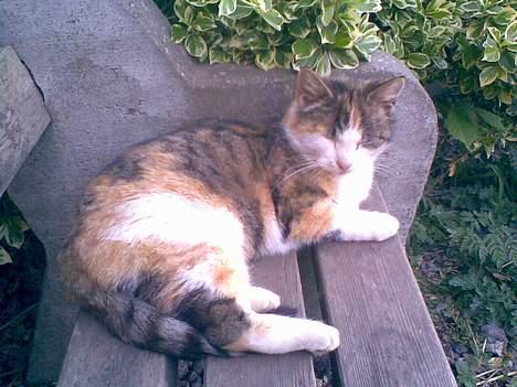 Huskat ¤Lille Mis¤ billede 1