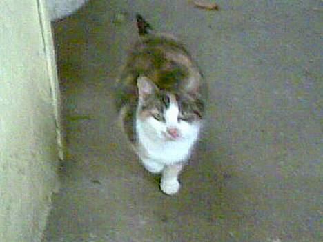 Huskat ¤Lille Mis¤ billede 2