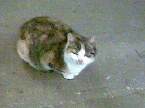 Huskat ¤Lille Mis¤ billede 3