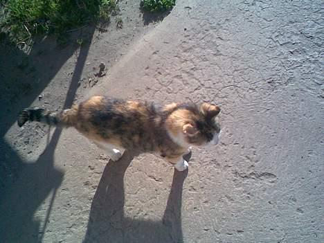 Huskat ¤Lille Mis¤ billede 4