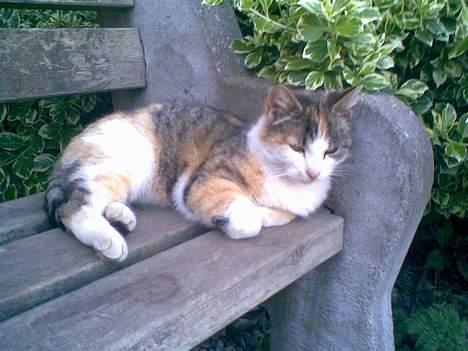 Huskat ¤Lille Mis¤ billede 5