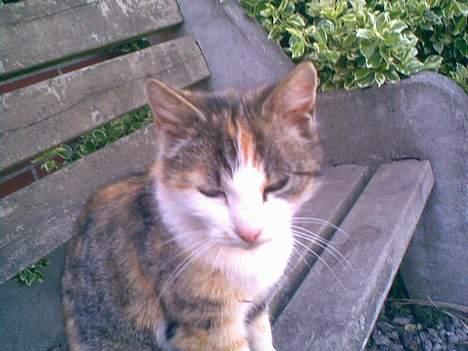 Huskat ¤Lille Mis¤ billede 6