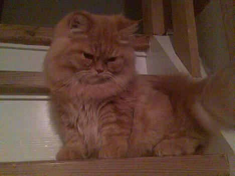 Blanding af racer Mons (perser/hel.Birma) billede 1