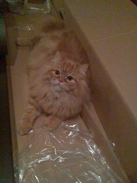 Blanding af racer Mons (perser/hel.Birma) billede 2