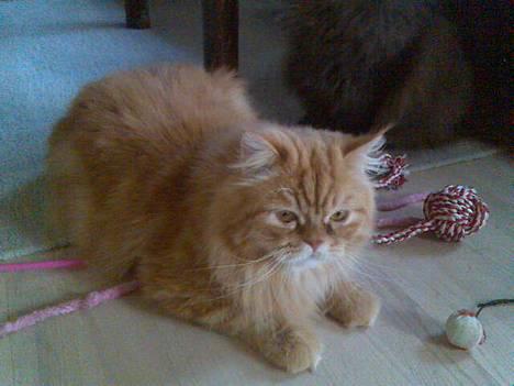 Blanding af racer Mons (perser/hel.Birma) billede 3