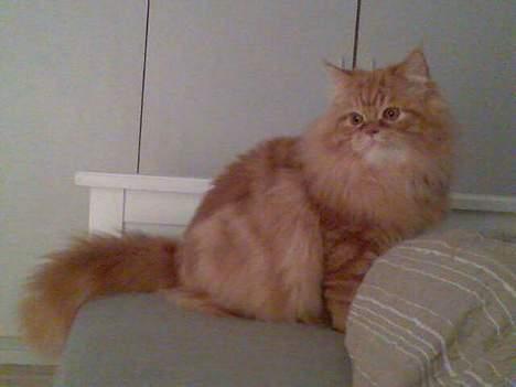 Blanding af racer Mons (perser/hel.Birma) billede 4