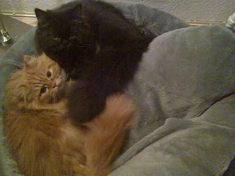 Blanding af racer Mons (perser/hel.Birma) billede 5