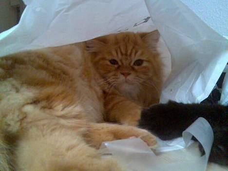 Blanding af racer Mons (perser/hel.Birma) billede 6