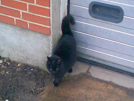 Huskat ¤Pjok¤ billede 1