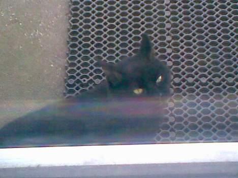 Huskat ¤Pjok¤ billede 2