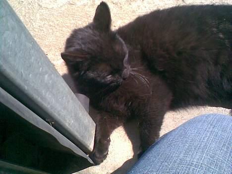 Huskat ¤Pjok¤ billede 3