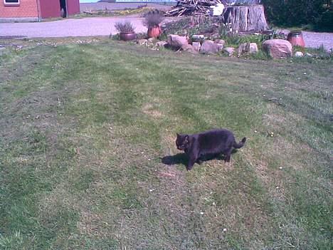 Huskat ¤Pjok¤ billede 4