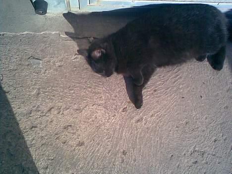 Huskat ¤Pjok¤ billede 5