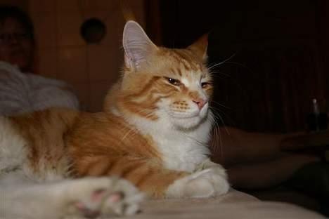 Maine Coon IC President of Koi Pond billede 17