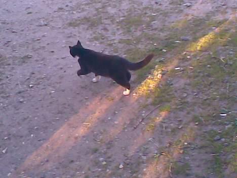 Huskat ¤Piv¤ billede 6