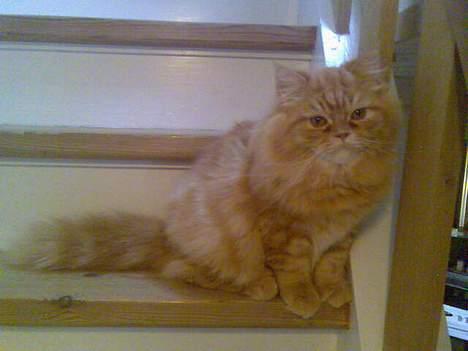 Blanding af racer Mons (perser/hel.Birma) billede 7