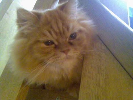 Blanding af racer Mons (perser/hel.Birma) billede 8