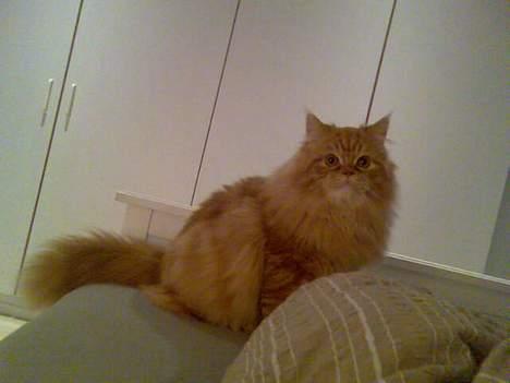 Blanding af racer Mons (perser/hel.Birma) billede 9