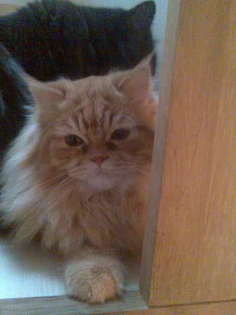 Blanding af racer Mons (perser/hel.Birma) billede 10