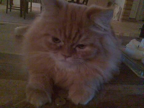 Blanding af racer Mons (perser/hel.Birma) billede 11