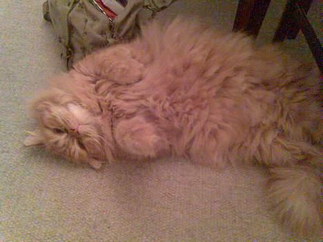 Blanding af racer Mons (perser/hel.Birma) billede 12