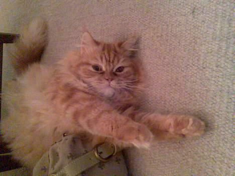 Blanding af racer Mons (perser/hel.Birma) billede 13