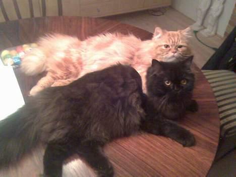 Blanding af racer Mons (perser/hel.Birma) billede 14