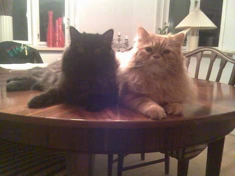 Blanding af racer Mons (perser/hel.Birma) billede 15