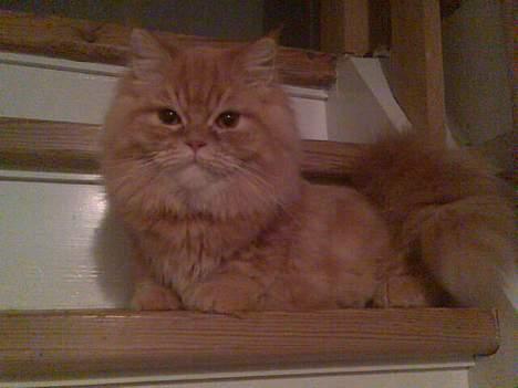 Blanding af racer Mons (perser/hel.Birma) billede 17