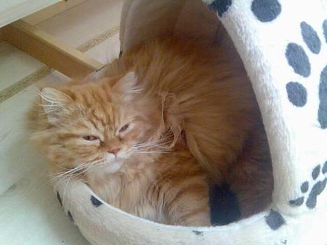 Blanding af racer Mons (perser/hel.Birma) billede 18