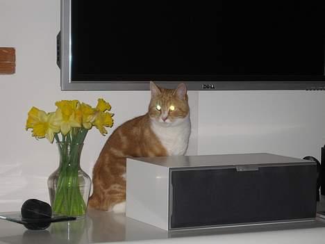 Blanding af racer Splint - Marts 2007 billede 2