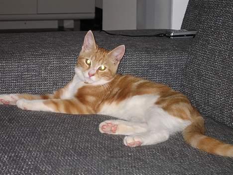 Blanding af racer Splint - December 2006 billede 3